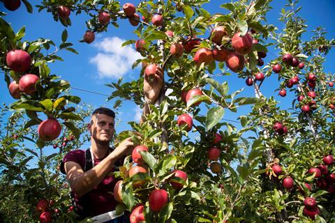 orchard apple picker worker
