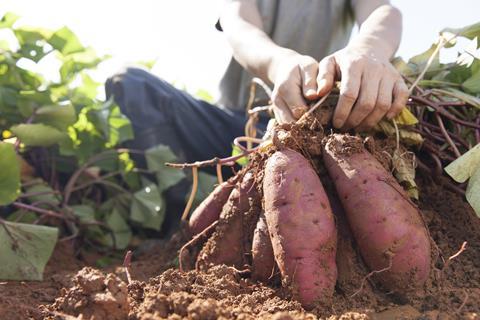 sweet potato crop worker