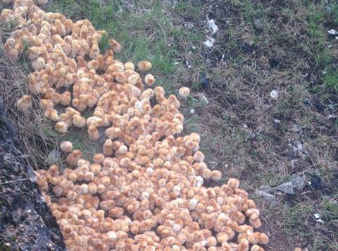 RSPCA dumped chicks