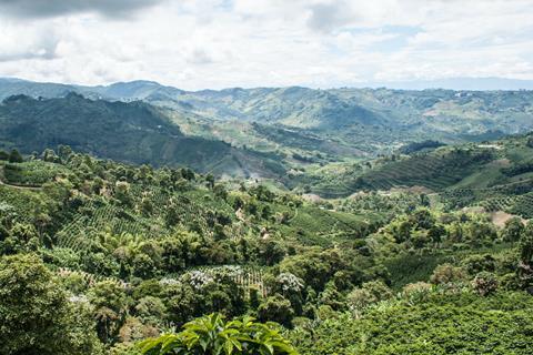 coffee forest