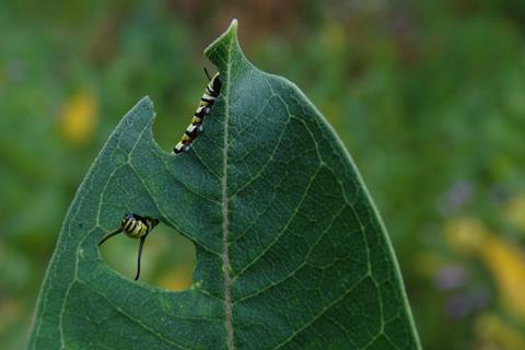 the very hungry caterpillar leaf