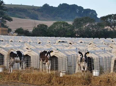 Animal Equality dairy calfs