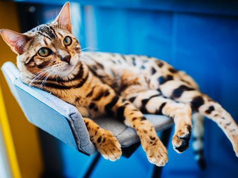 Pampered cat lounging on a chair pets petcare