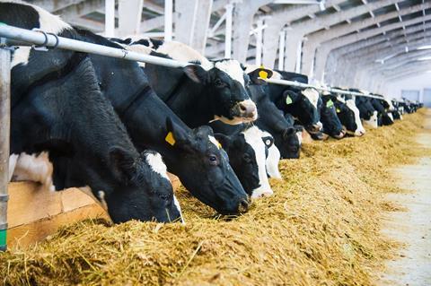 Dairy cows feeding