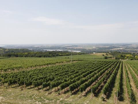 hungarian winery