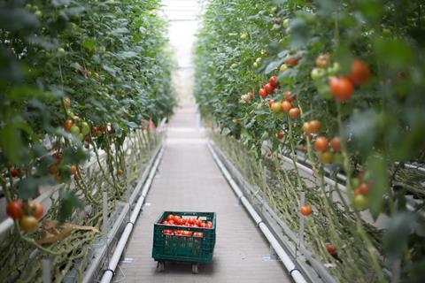 tomato supply chain pick farm fruit veg