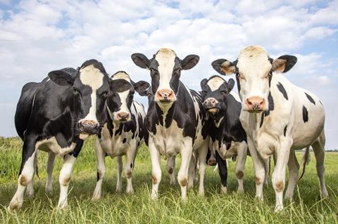 Cows GettyImages-1213727367