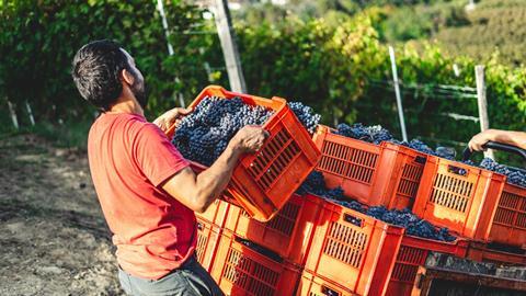 Vineyard fruit picker worker