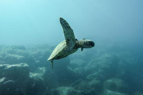 ocean sea turtle