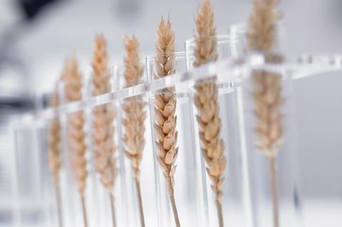 Wheat in test tubes