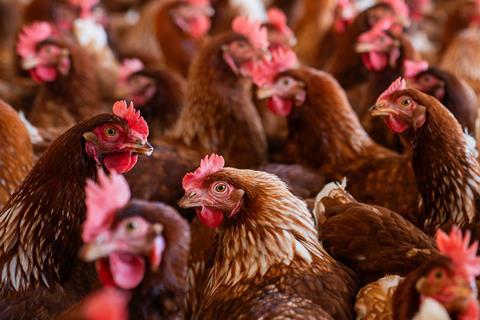 Beautiful brown chickens at a poultry farm
