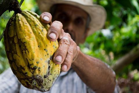 Worker picking cocoa