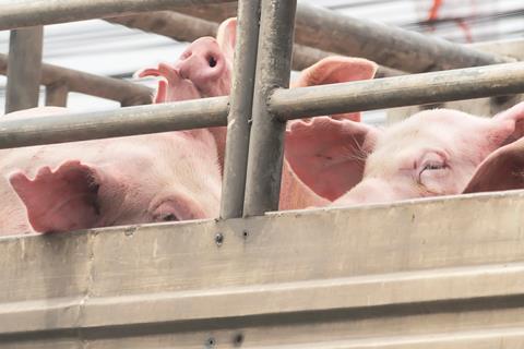 pigs in lorry