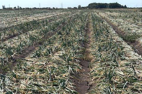 Onion harvest 2026- BOPA