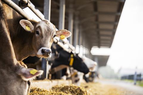 Cows dairy GettyImages-1470677566
