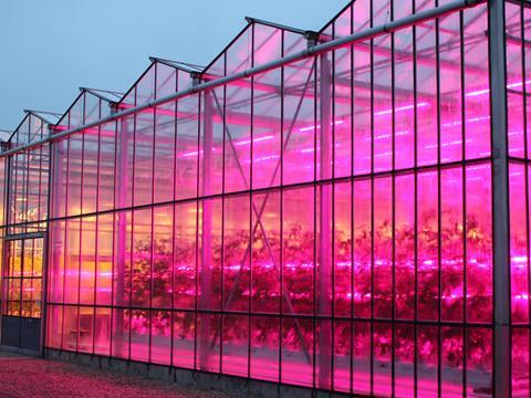 led strawberries, greenhouse