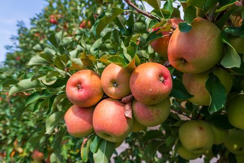 Cider apples on tree
