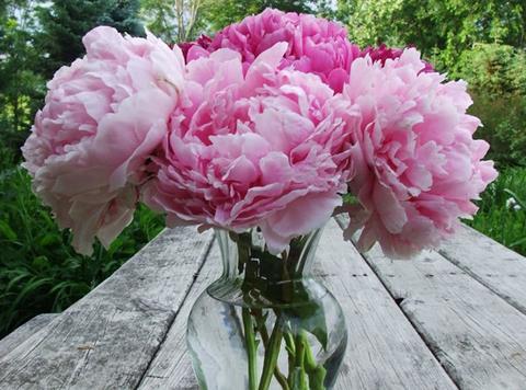 British Peonies flowers co-op