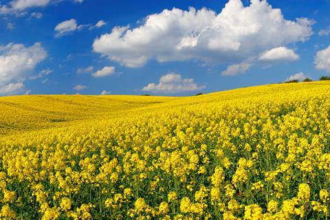 Oilseed rape crop