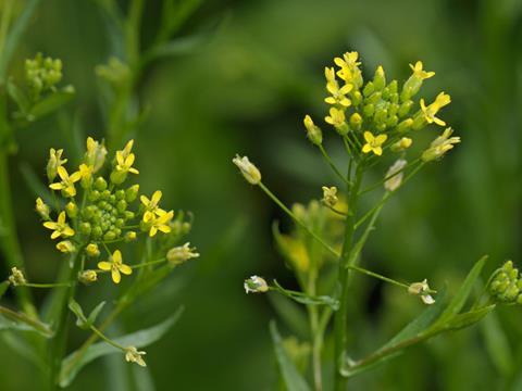 gene-edited camelina plant GM