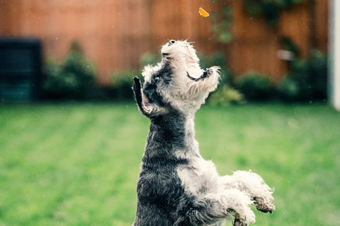 dog catching treat