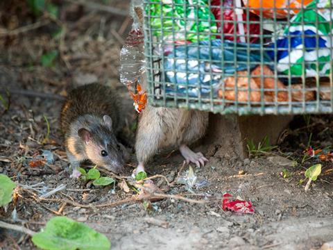 brown rat pest