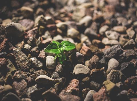 Green shoot growth plant gravel