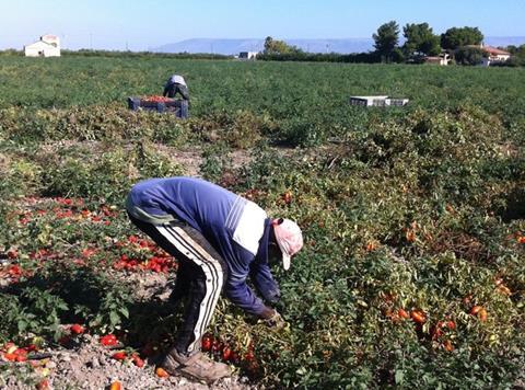 Migrant tomato workers