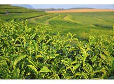 Tea Crops