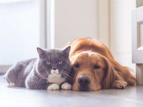 Cat and dog_sleeping with the enemy