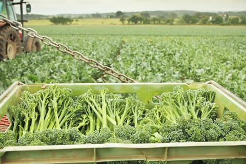 Tenderstem broccoli