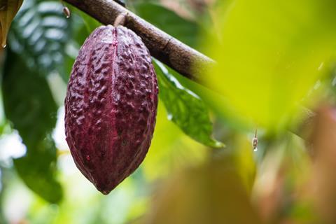 cocoa pod