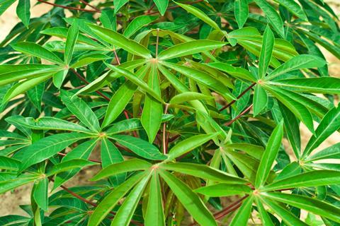 cassava crop