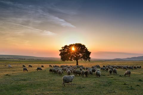 Sheep field