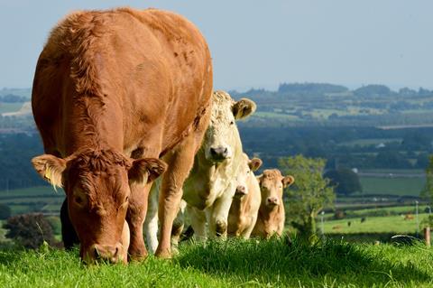 Irish_Cattle_Landscape