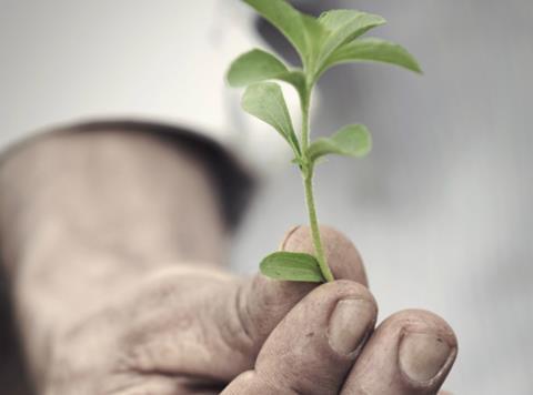 Stevia leaf for PureCircle StarLeaf