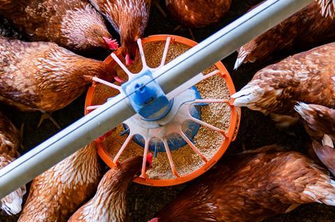 Chickens eating from a feeder at a poultry farm -Getty Images