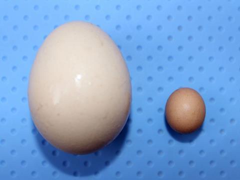 world's smallest egg