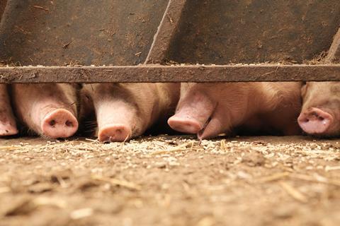 livestock farm farming pork pig