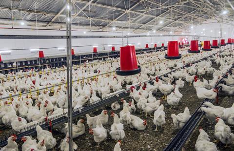 Chicken farm GettyImages-576734328