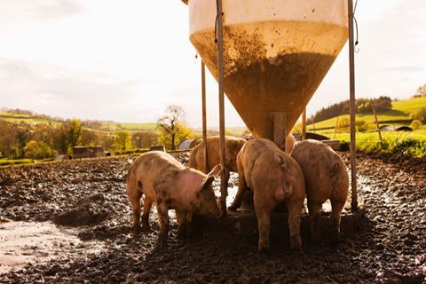 pigs feeding