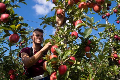 British Apple Harvest migrant labourer