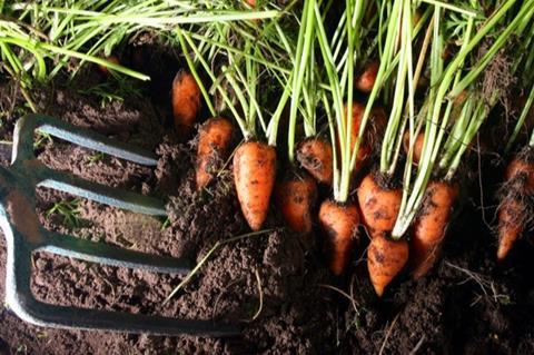 chanterney carrots
