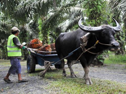 ox pulling cart forest farming