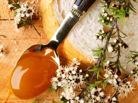 investigating manuka honey, spoon of honey