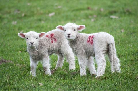 Lambs sheep