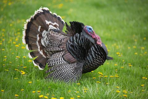 turkey unsplash