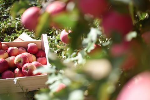 Pink Lady Orchard - Apple Harvest - 26