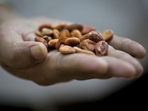 Cocoa beans