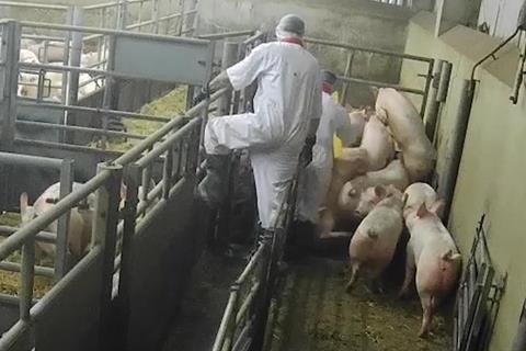 pigs malpractice